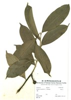 藏品(鷹爪花)的圖片